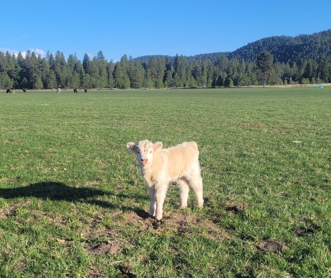 2025 Bottle Baby - Registered Bull Calf