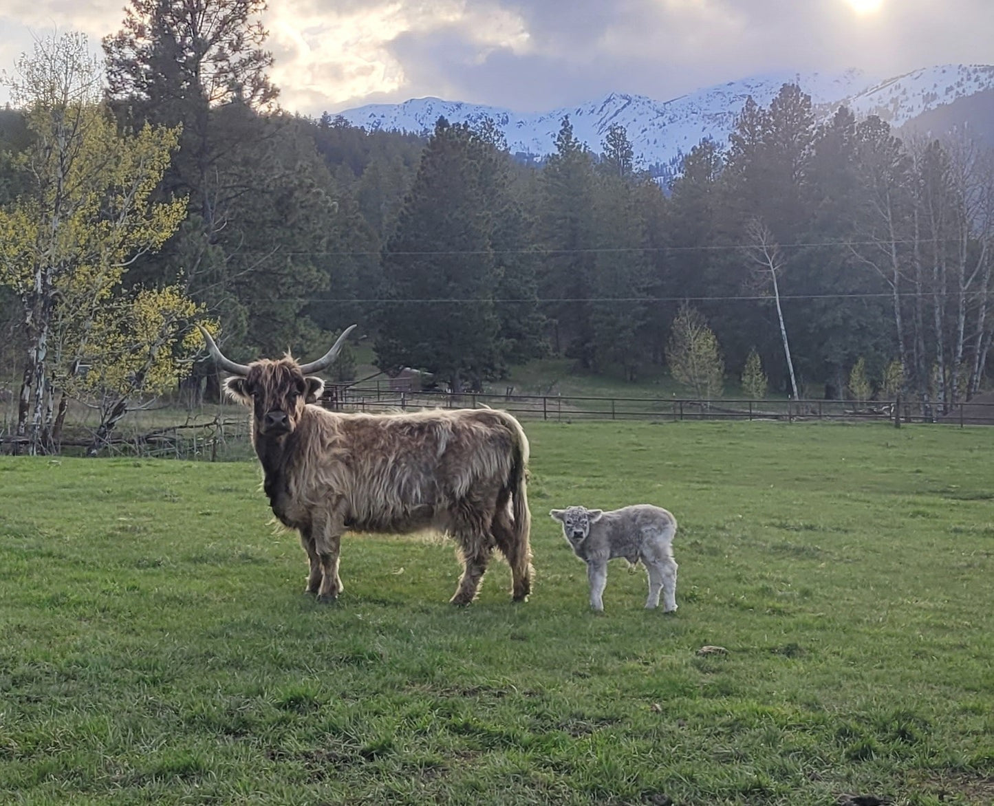 Bonnie of Walnut Grove + Calf