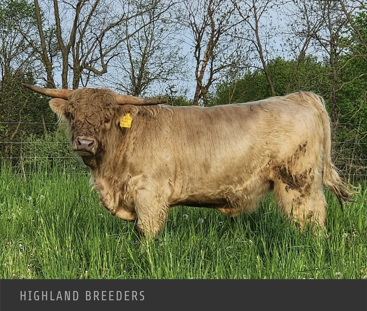 SP Honey '15 + Somerset Brodie Axel