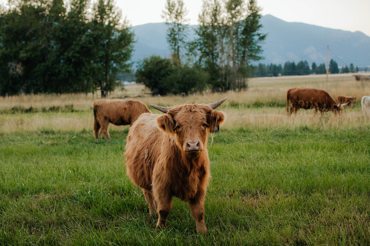 Danielle of Sunset Farms