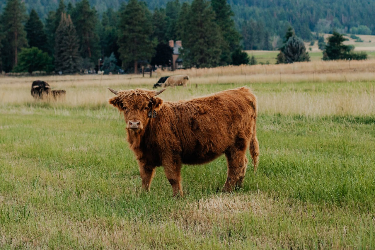 Deedee of Sunset Farms