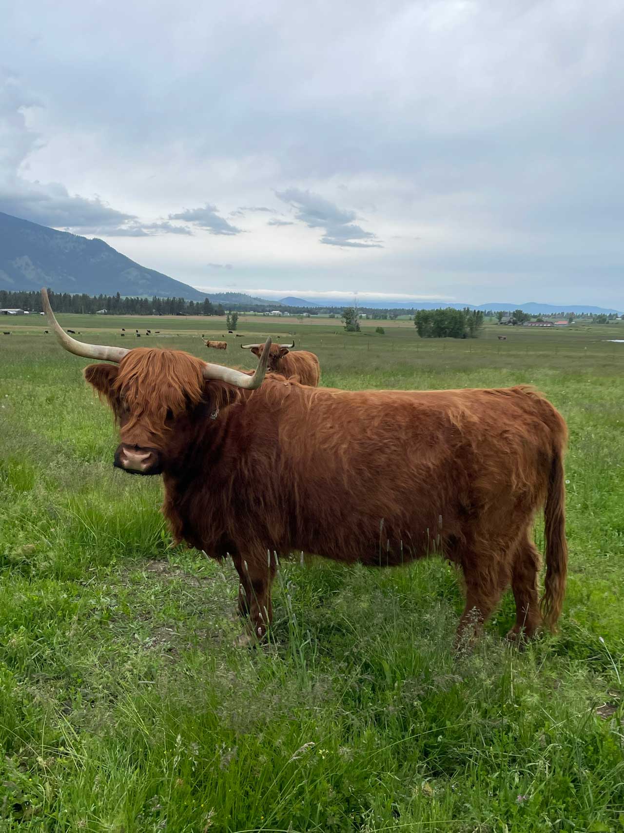 Inverness + Black Heifer Calf