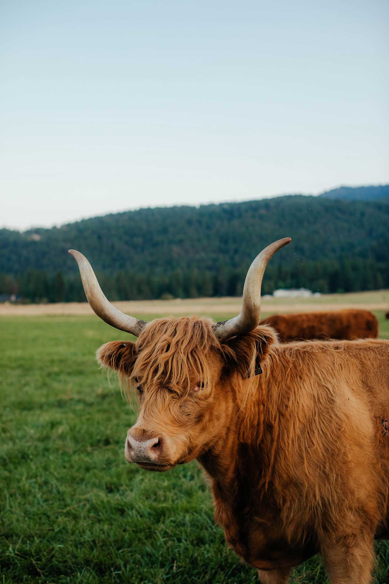 Isabelle of Walnut Grove (PV,D) - Izzy