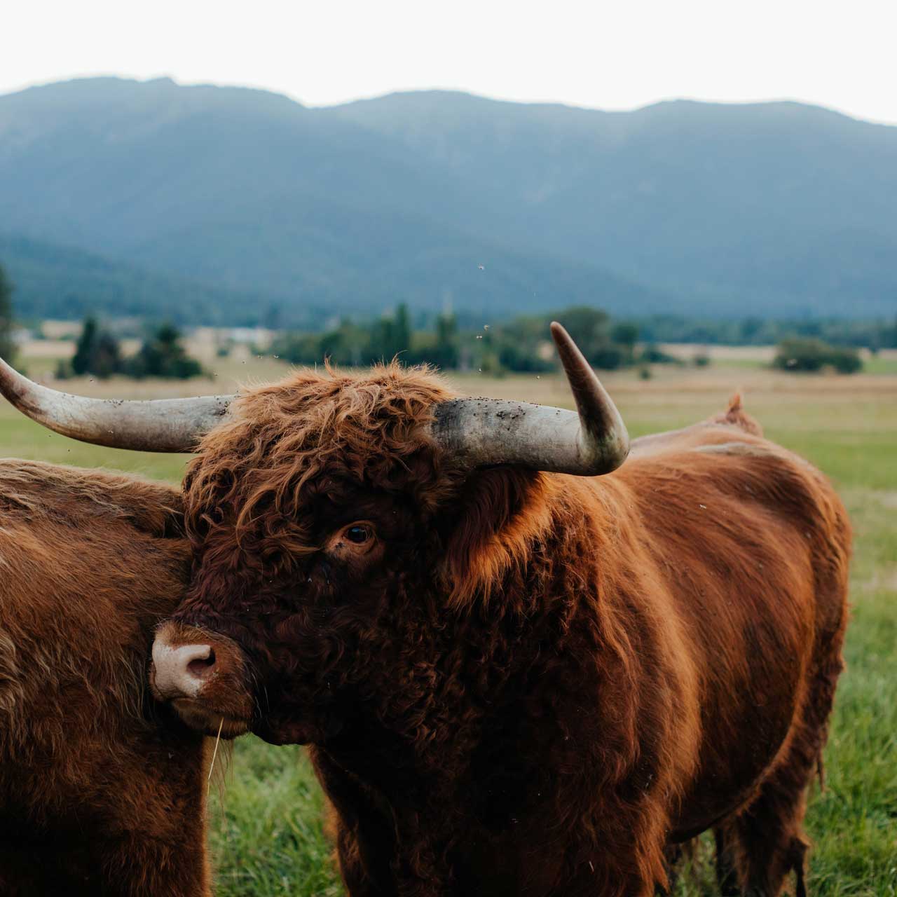 Old Souls Lochaber (D)