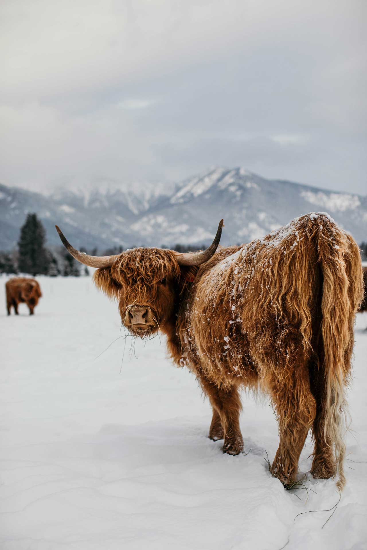 Old Souls Meade (PV, D)