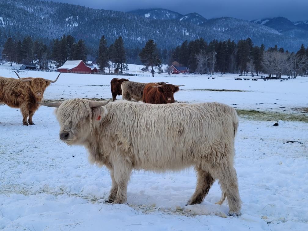 SP Misty '20 (PV, D)