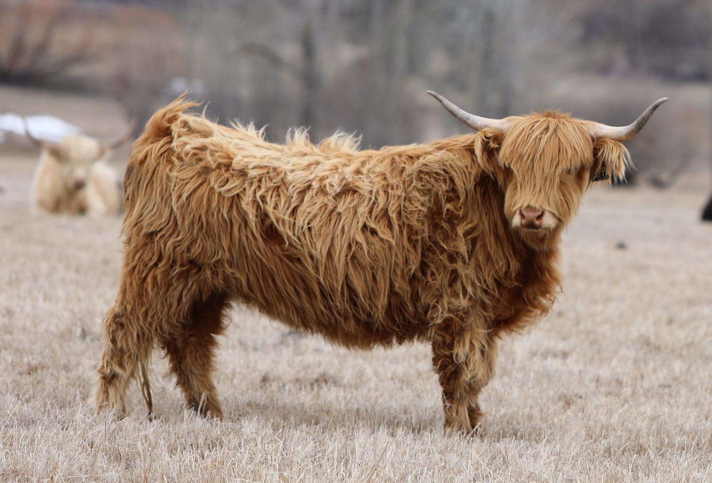 Pippa of Avery Farms (PV, D)