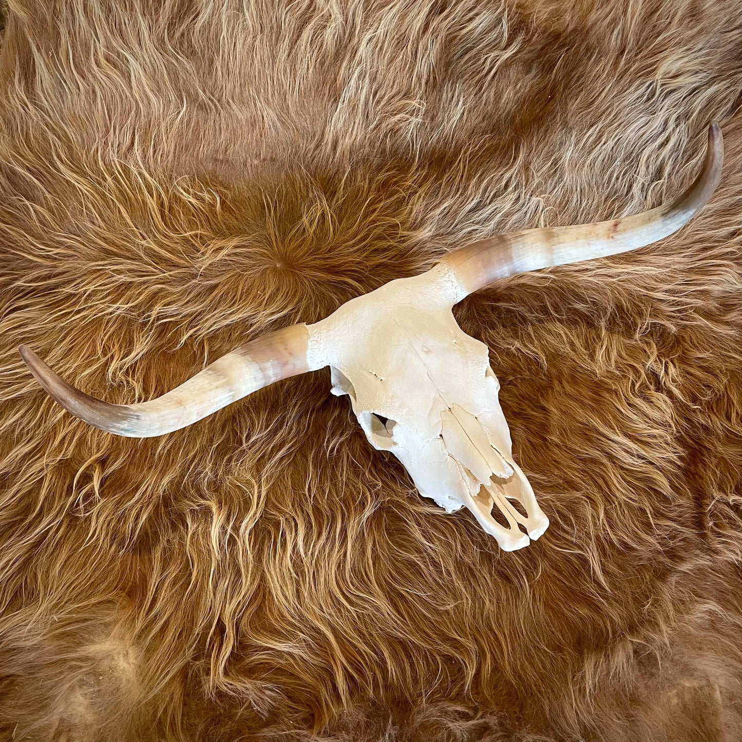 Scottish Highland Skull: Cow - 35"