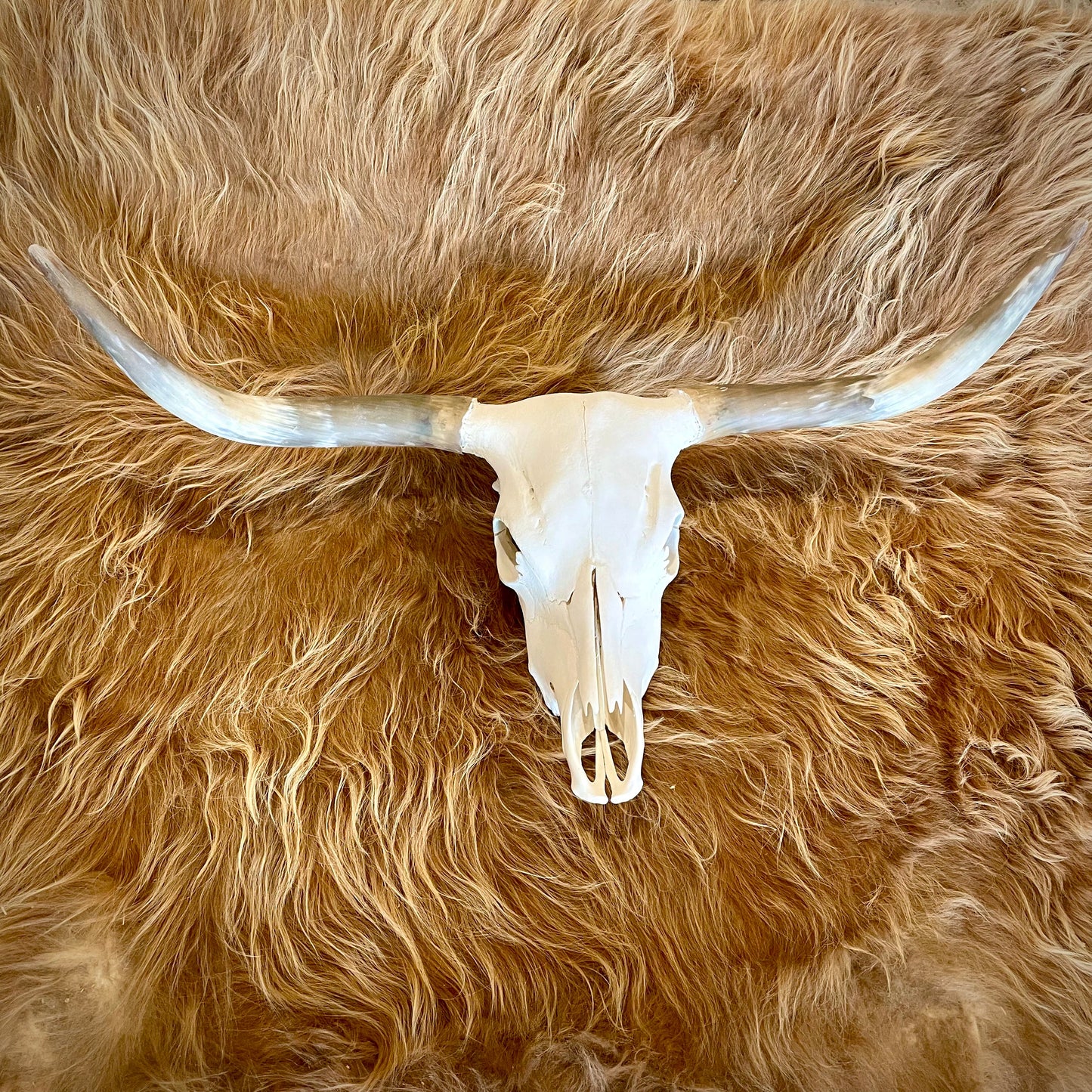 Scottish Highland Skull: Cow - 44"