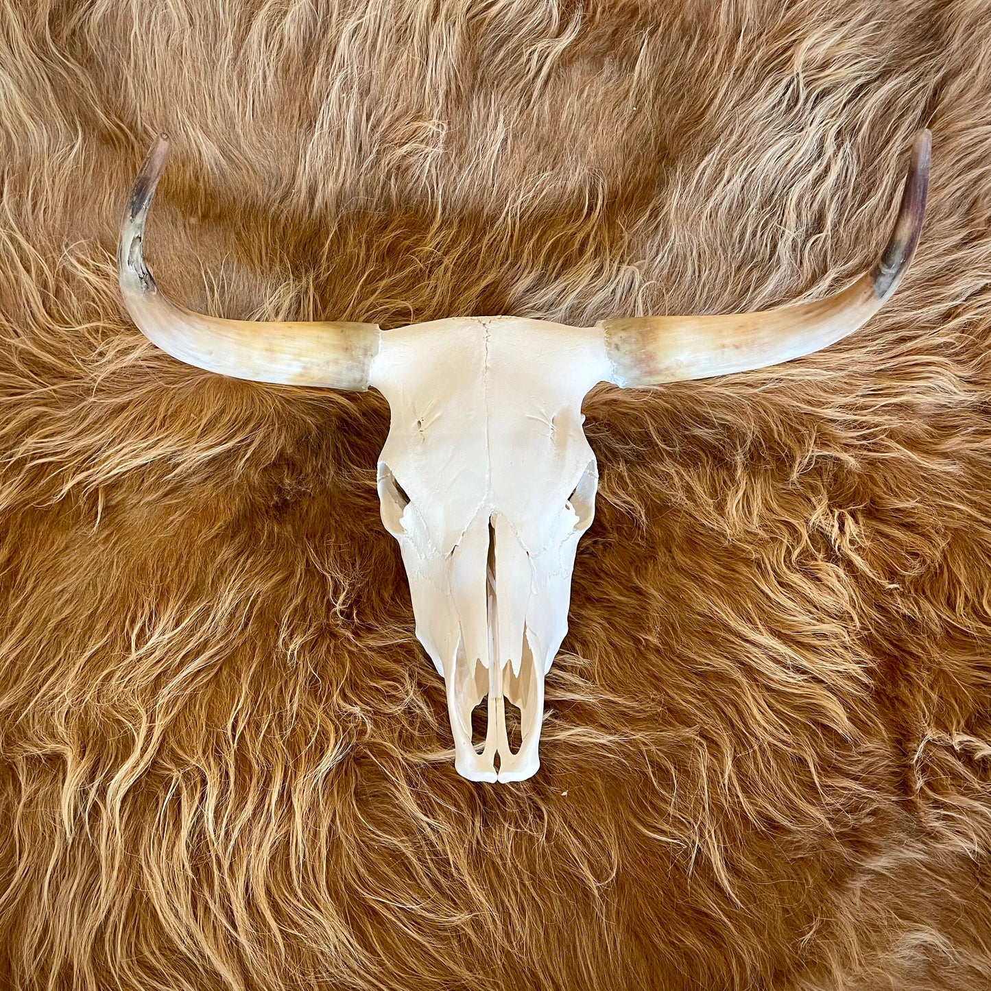Scottish Highland Skull: Steer - 26"