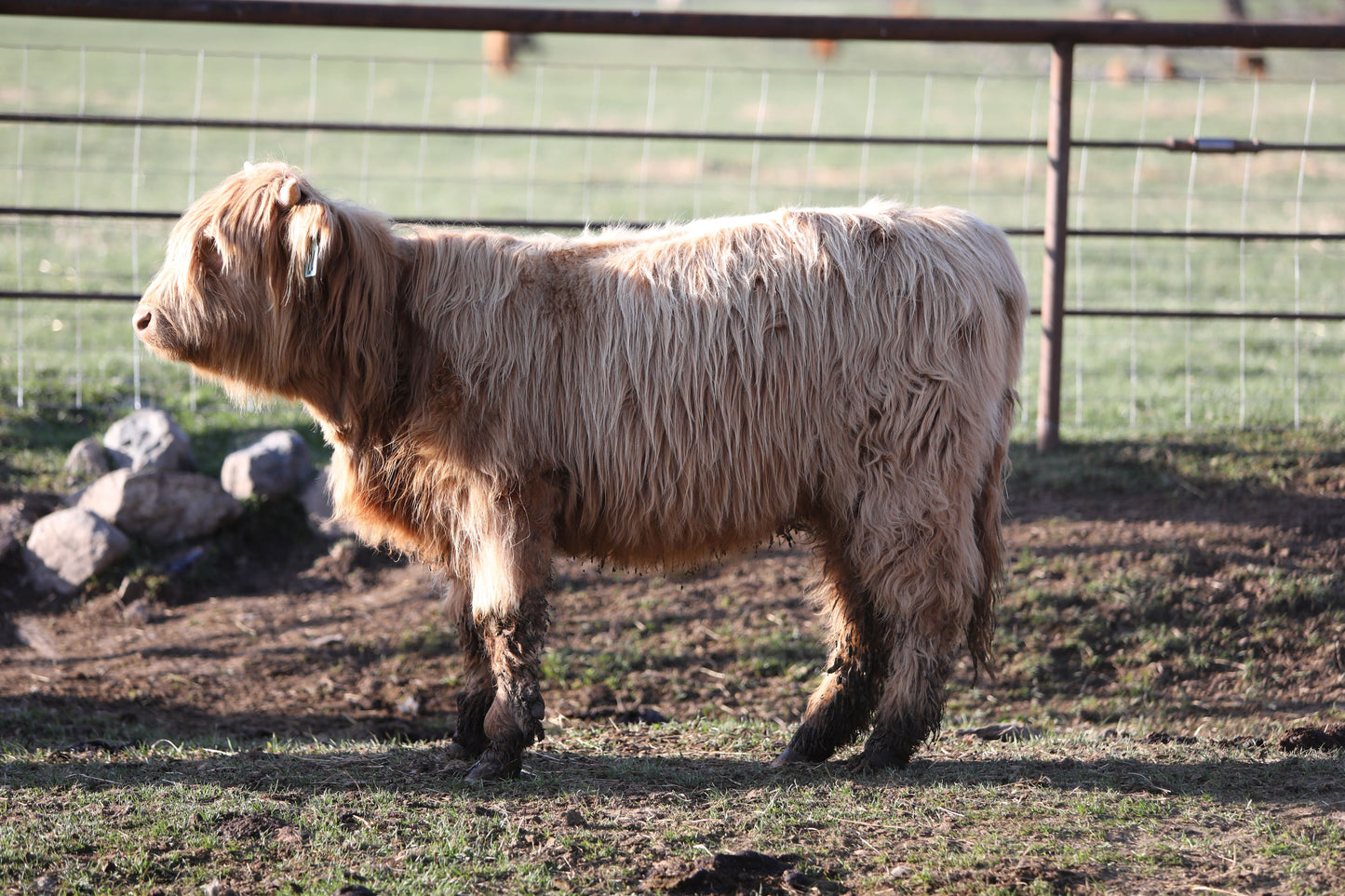 Unregistered Heifer #3