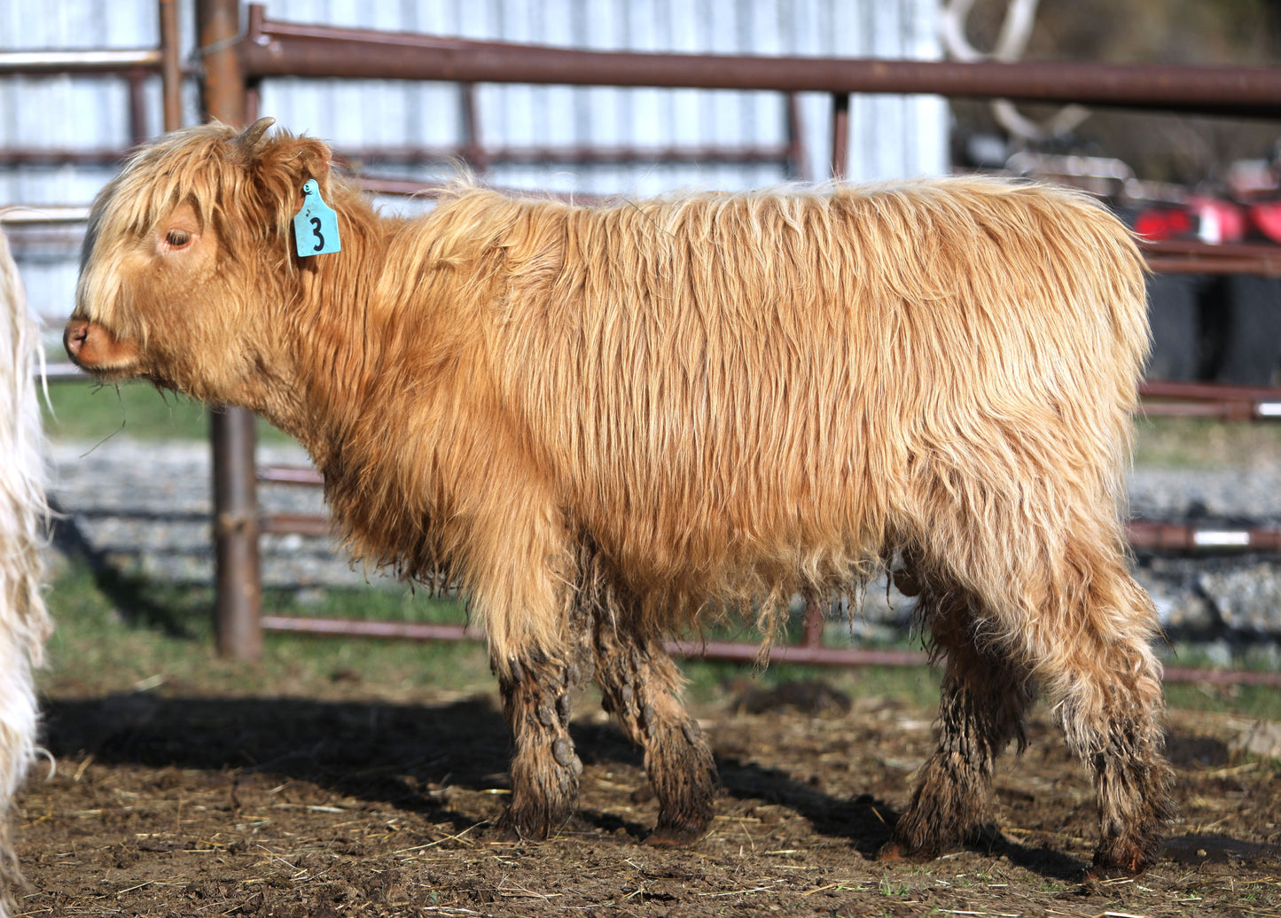 Unregistered Heifer #1