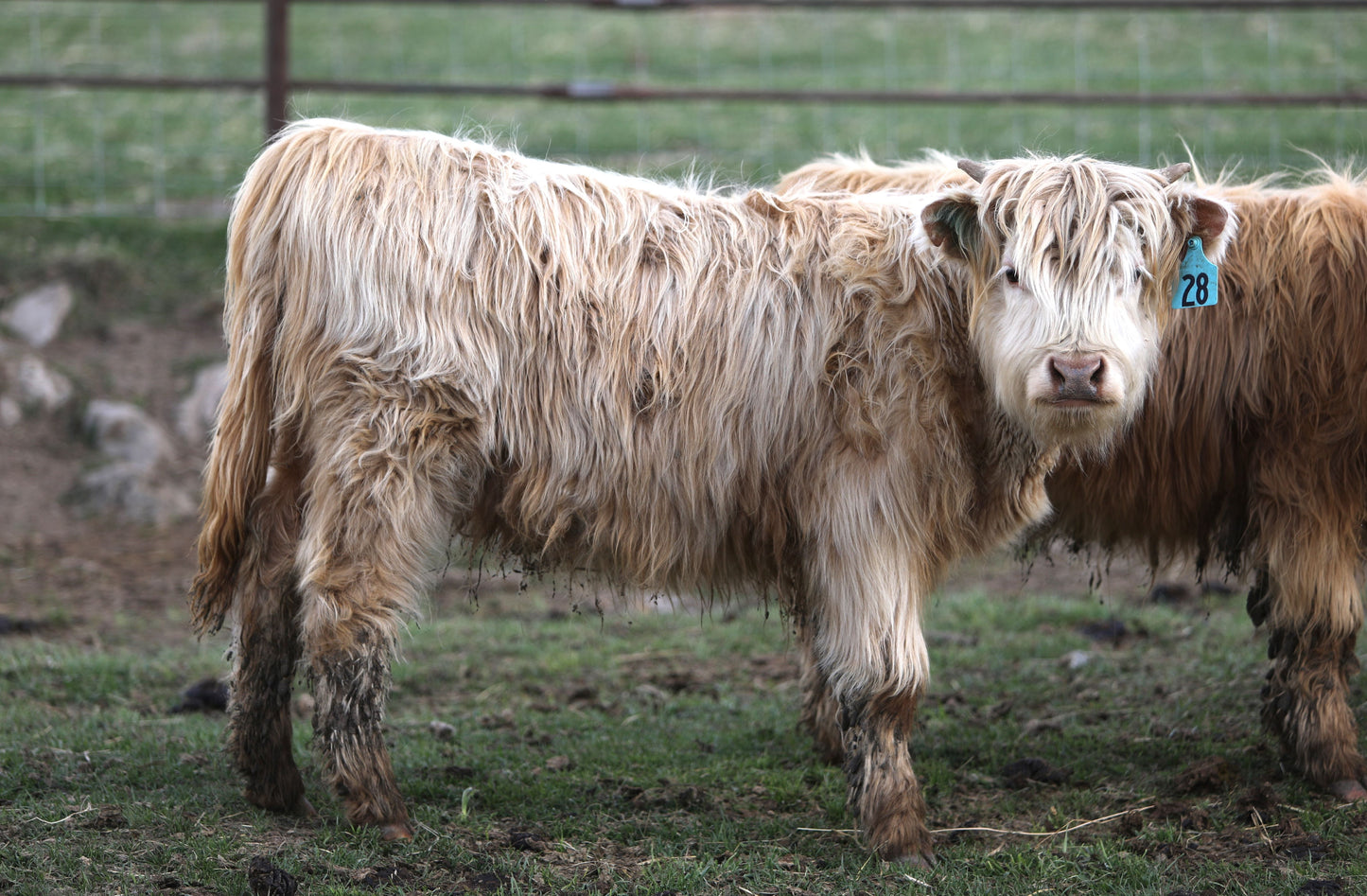 Unregistered Heifer #2