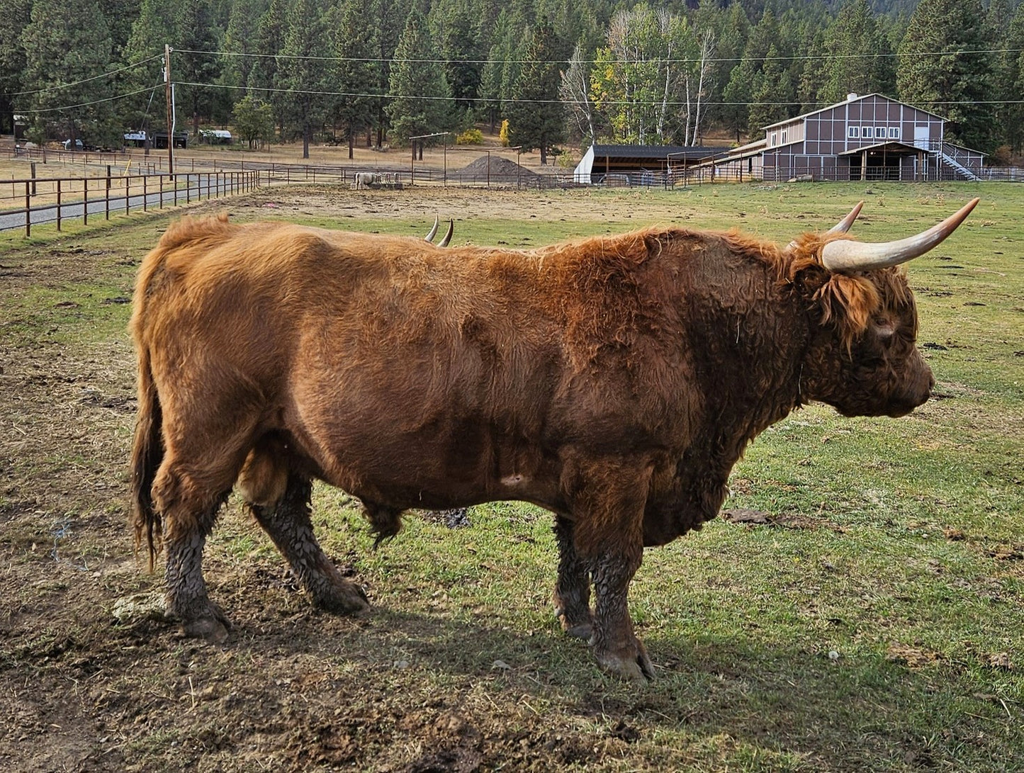 WFF Jordan's Buddy (D)