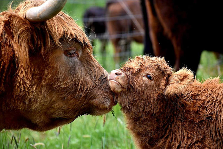 Breeding Herd