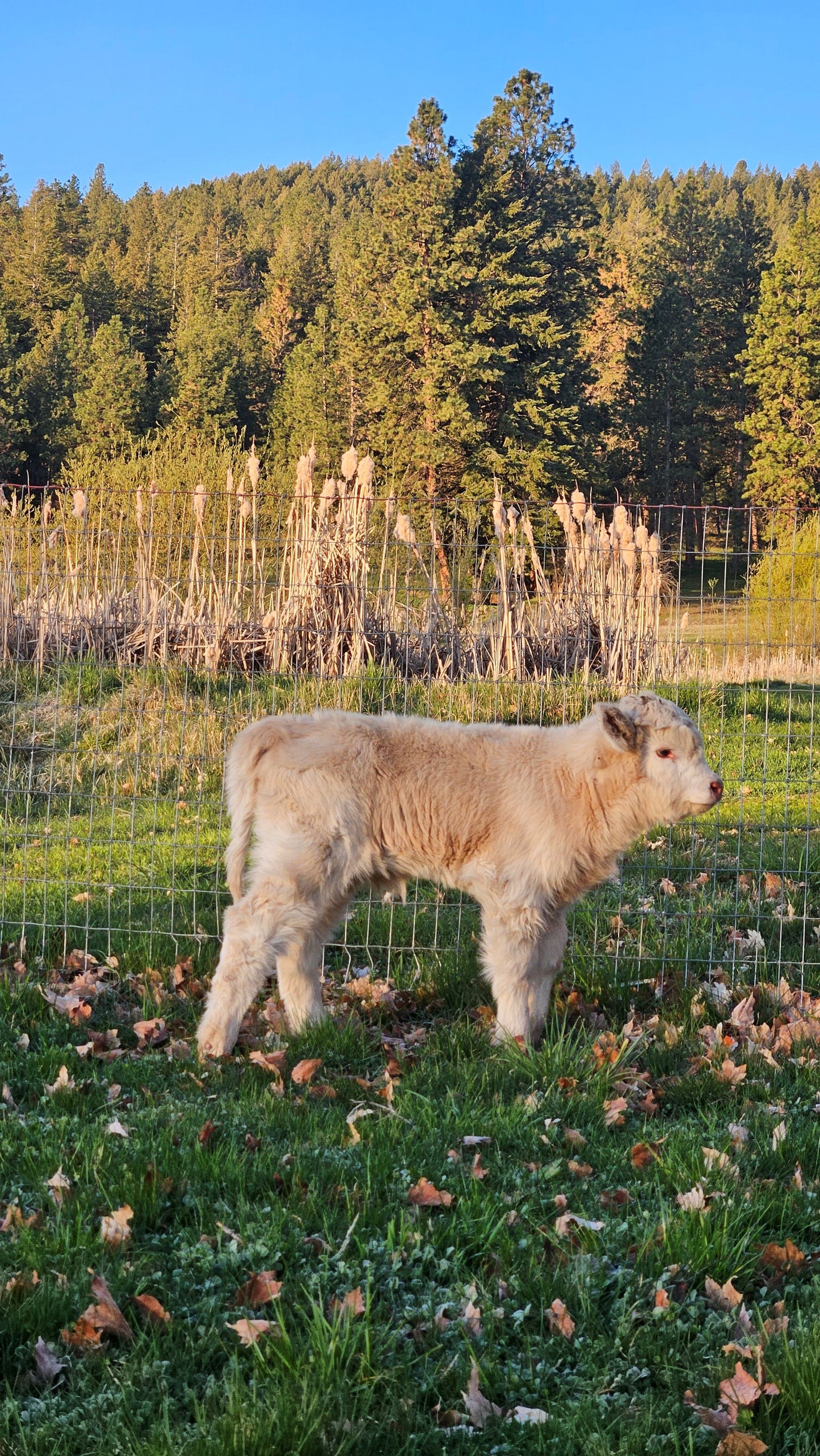 2025 Bottle Baby - Registered Bull Calf
