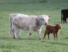 Old Souls Bianca & Calf