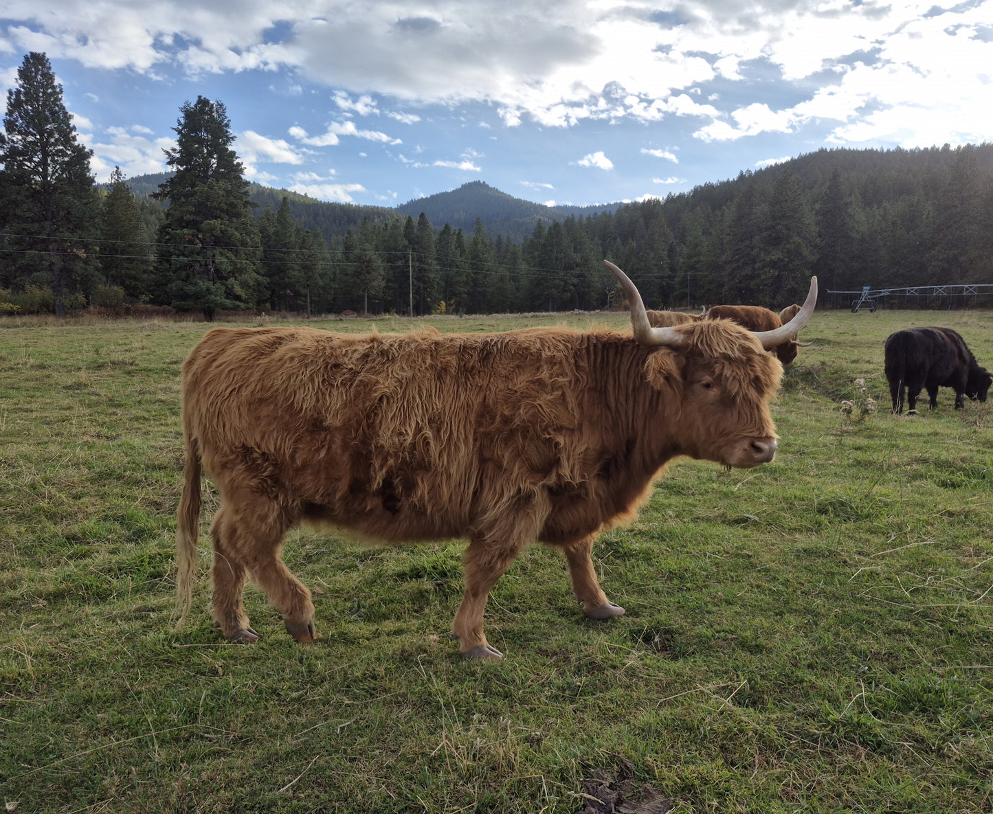 Deedee of Sunset Farms
