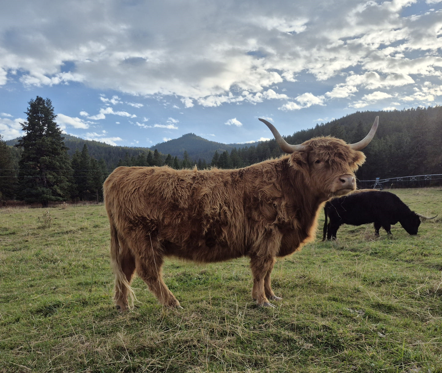 Deedee of Sunset Farms