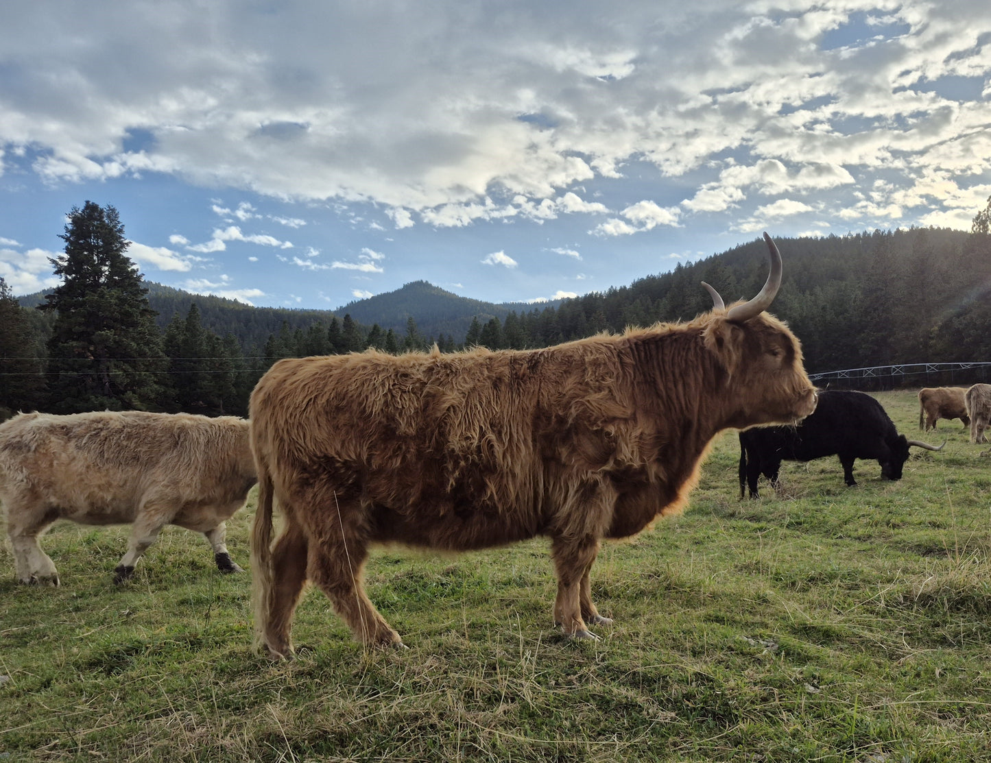 Deedee of Sunset Farms