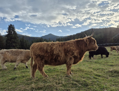 Deedee of Sunset Farms