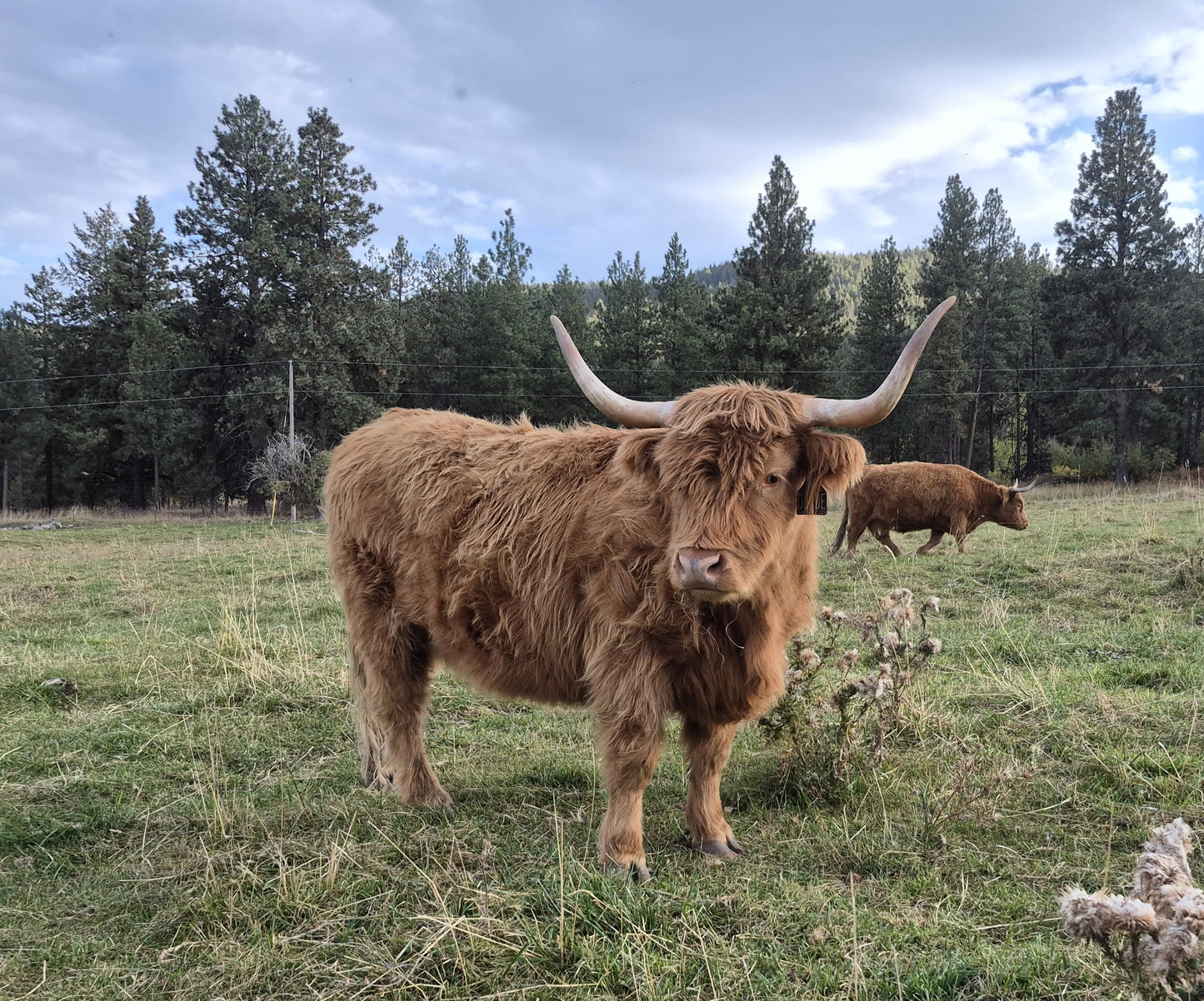 Deedee of Sunset Farms