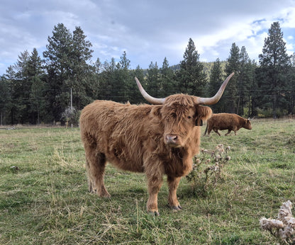 Deedee of Sunset Farms
