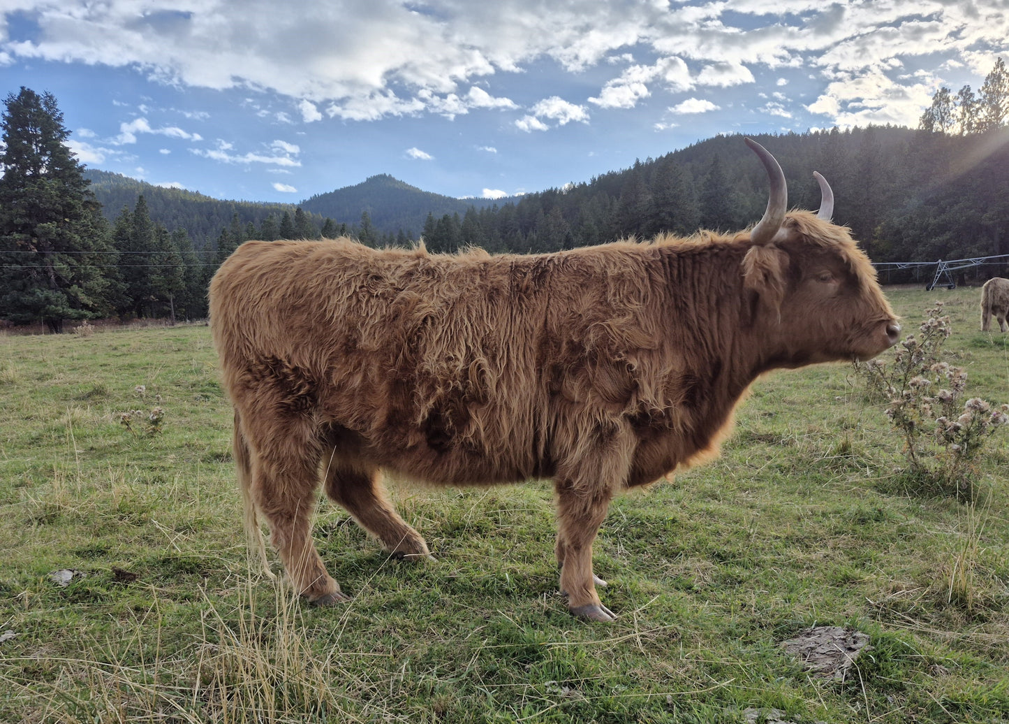 Deedee of Sunset Farms