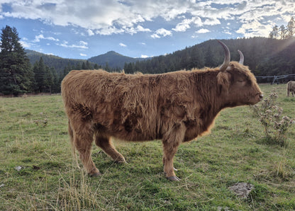 Deedee of Sunset Farms