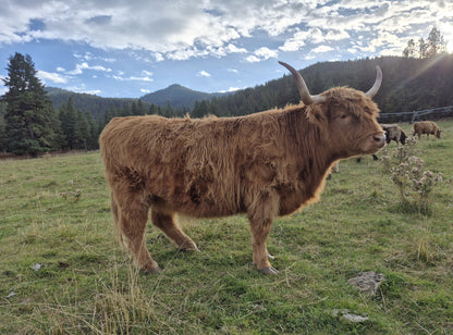 Deedee of Sunset Farms