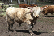 WFF Basswood's Hugo