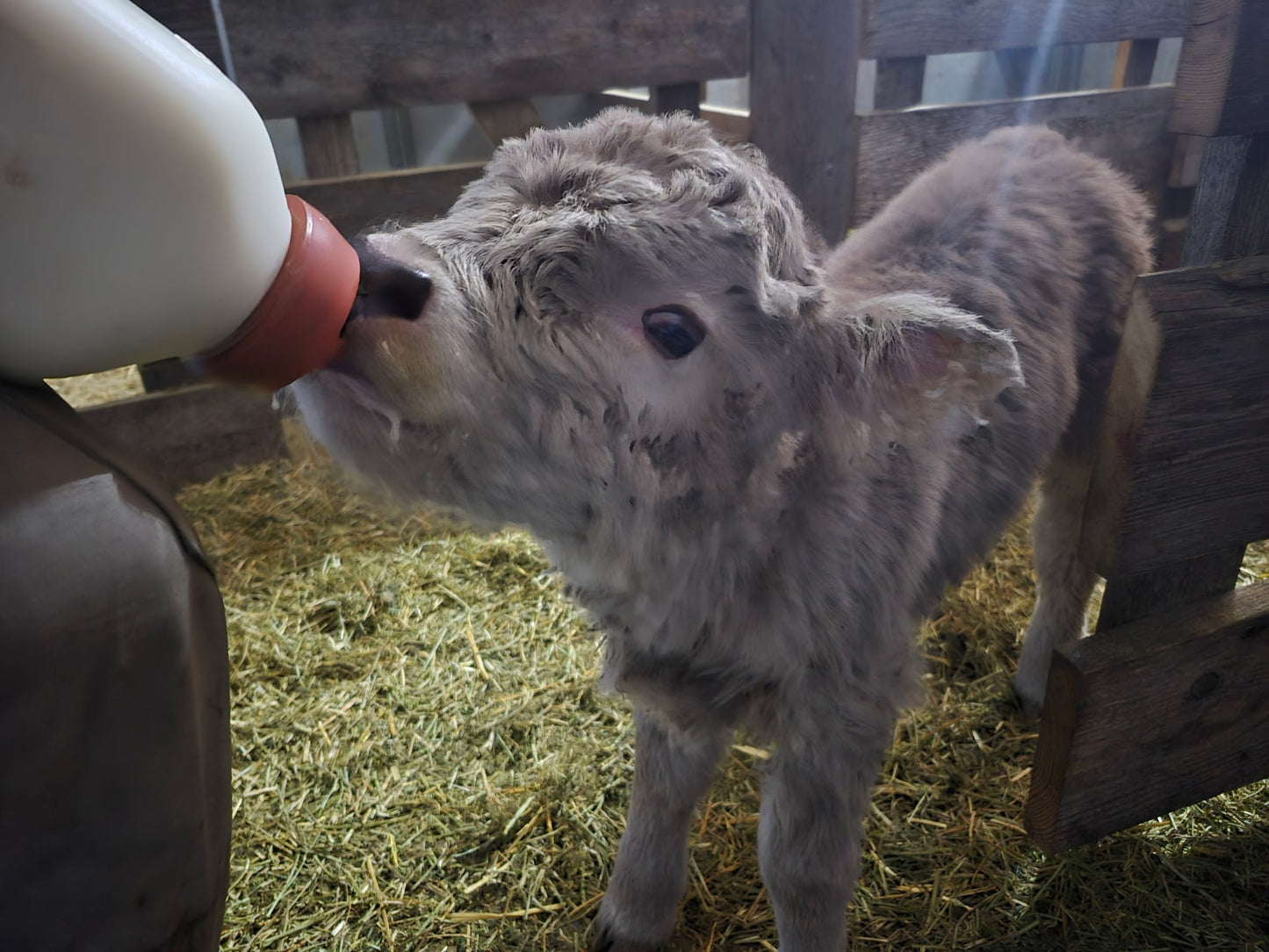 2026 Bottle Baby - Registered Bull Calf
