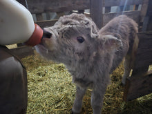 2026 Bottle Baby - Registered Bull Calf