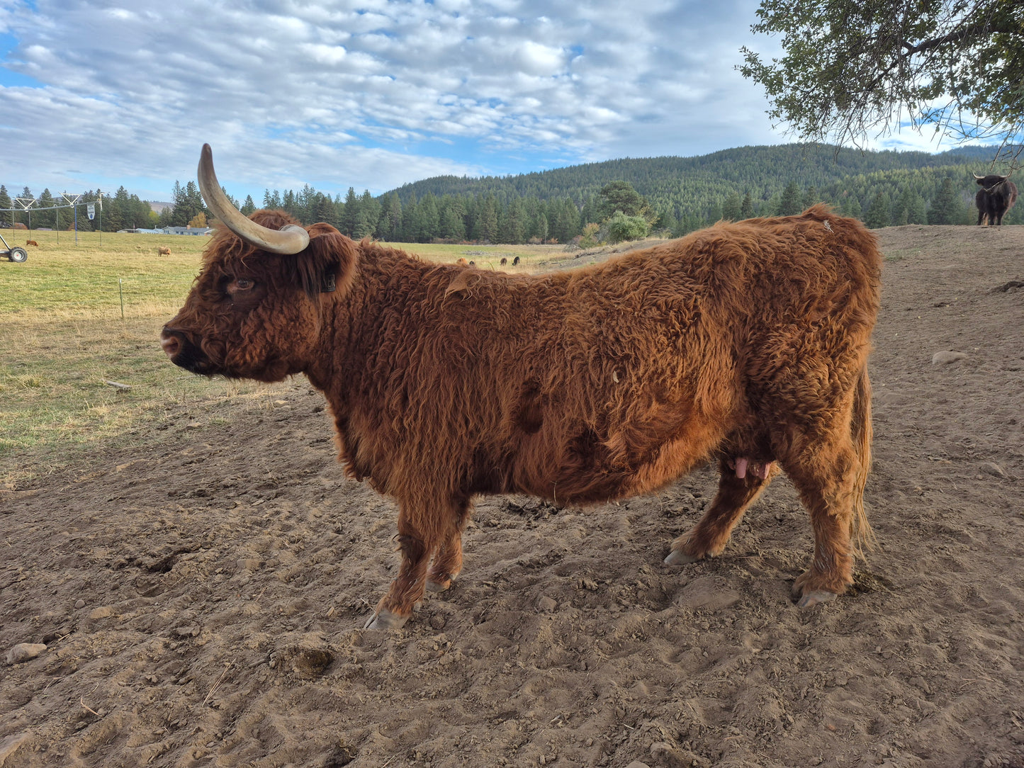 Inverness + Black Heifer Calf
