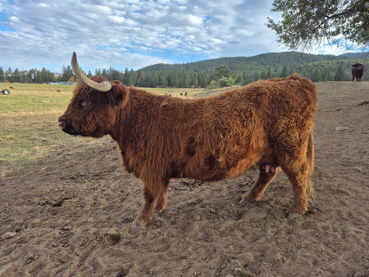 Inverness + Black Heifer Calf