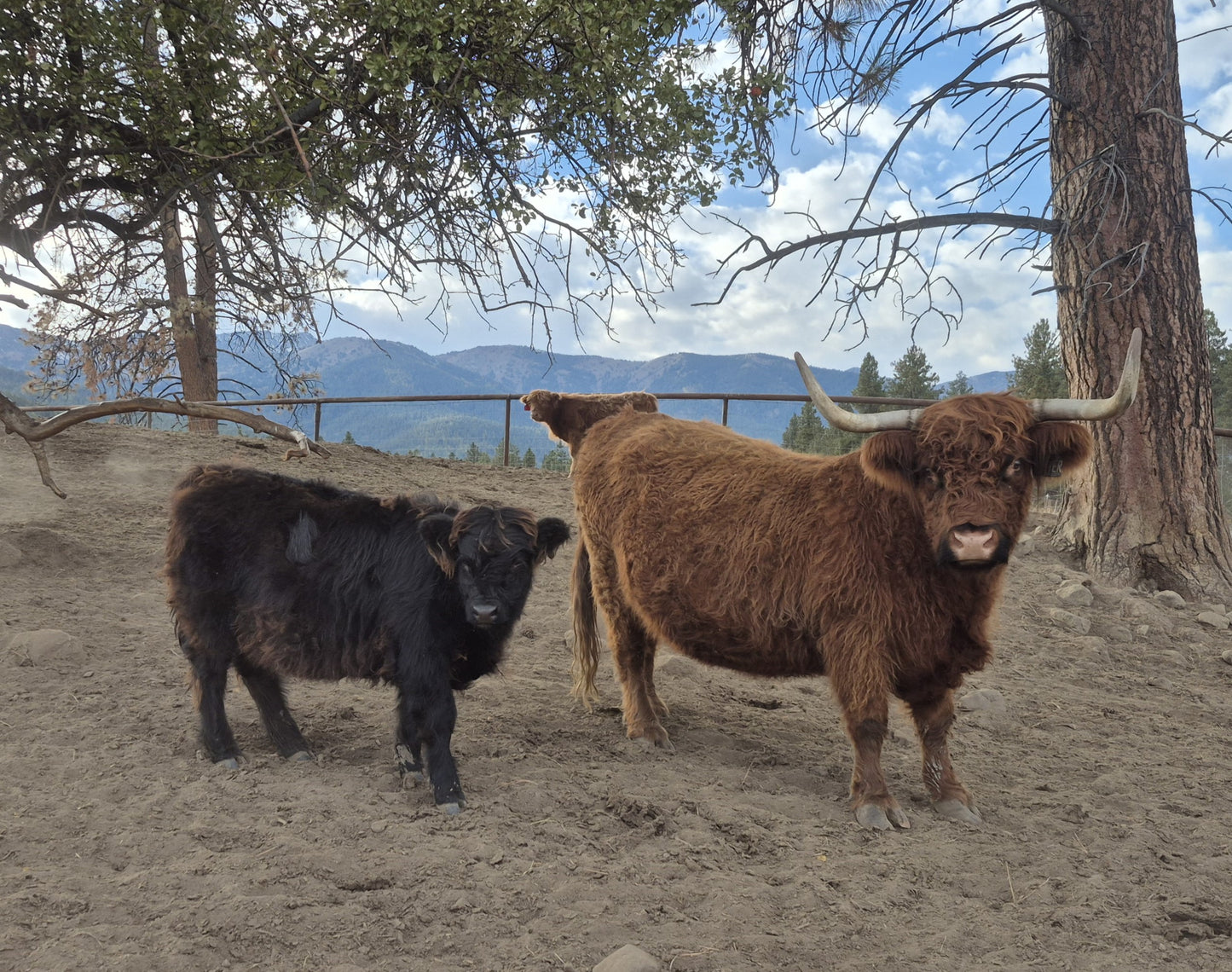 Inverness + Black Heifer Calf