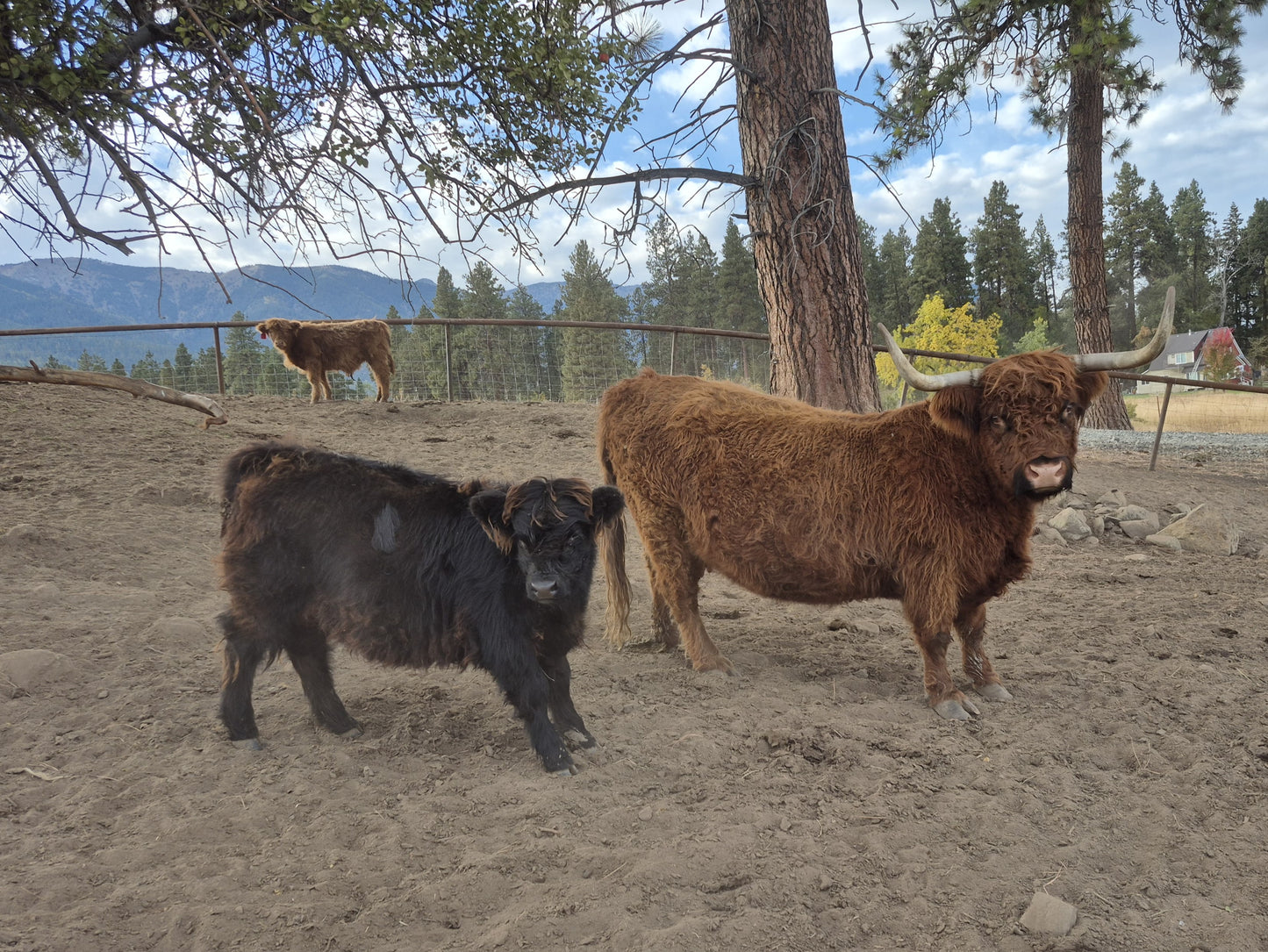 Inverness + Black Heifer Calf