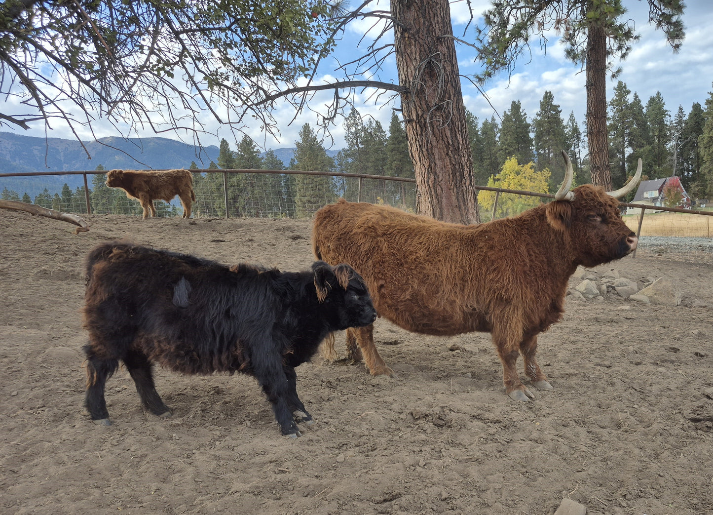 Inverness + Black Heifer Calf