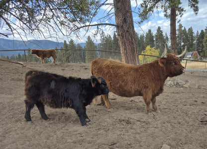 Inverness + Black Heifer Calf