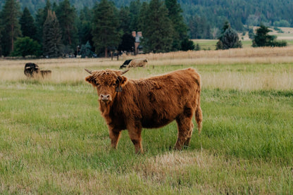 Deedee of Sunset Farms