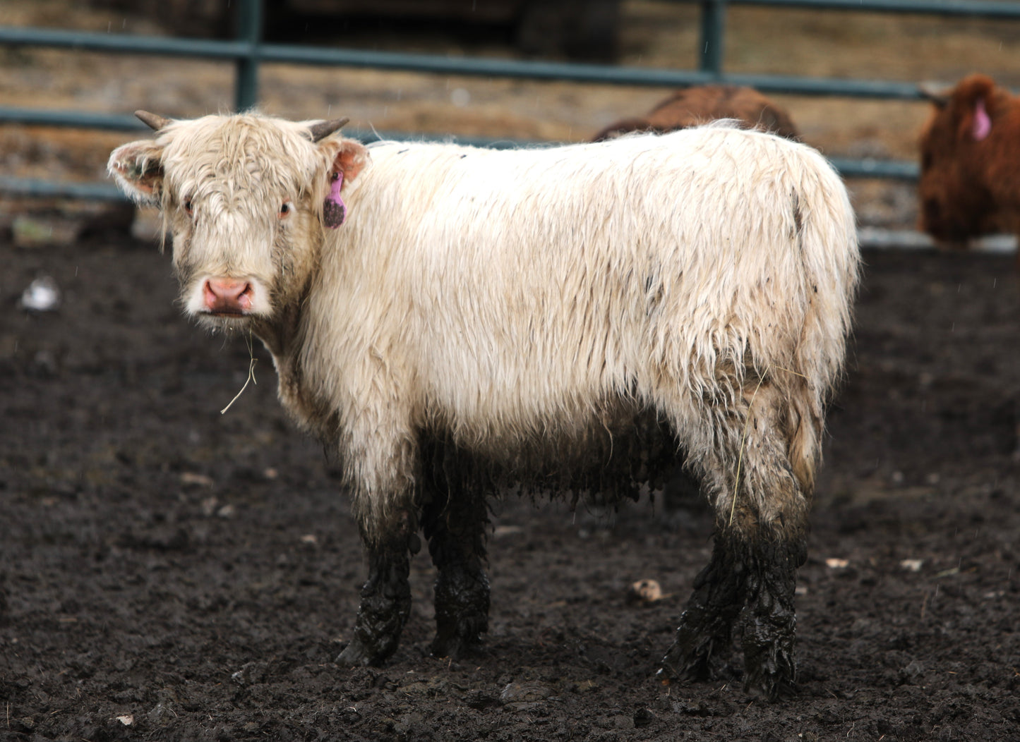 Unregistered Yearling #7