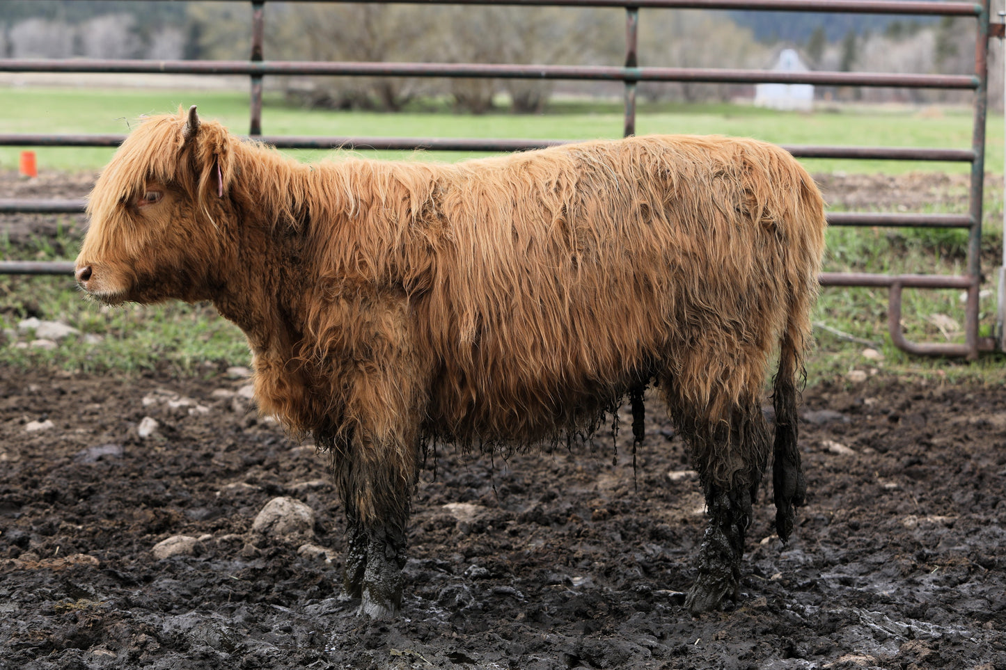 Unregistered Yearling #8