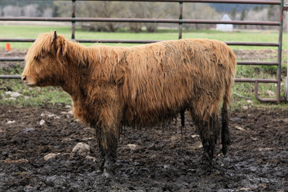 Unregistered Yearling #8