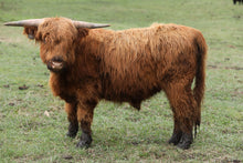 Wallace