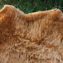 Scottish Highland Hide: Red