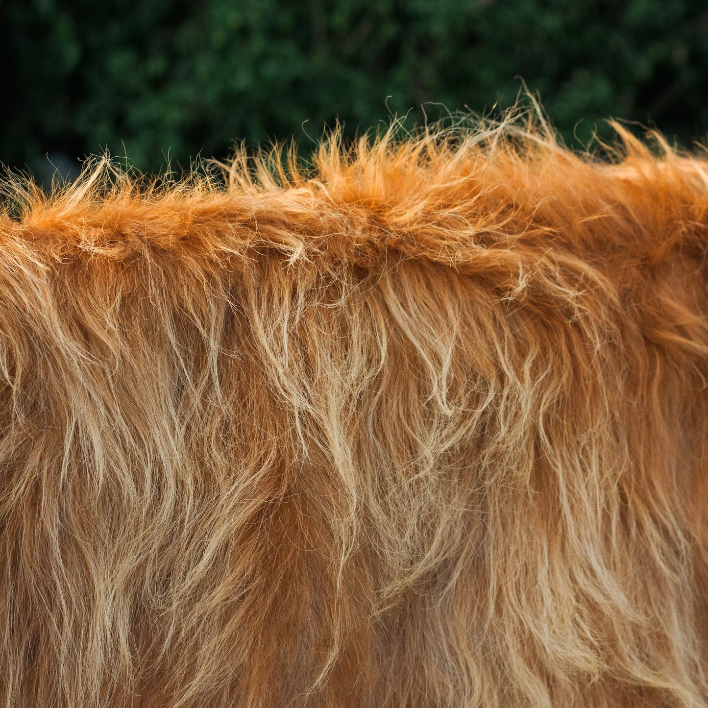 Scottish Highland Hide: Red