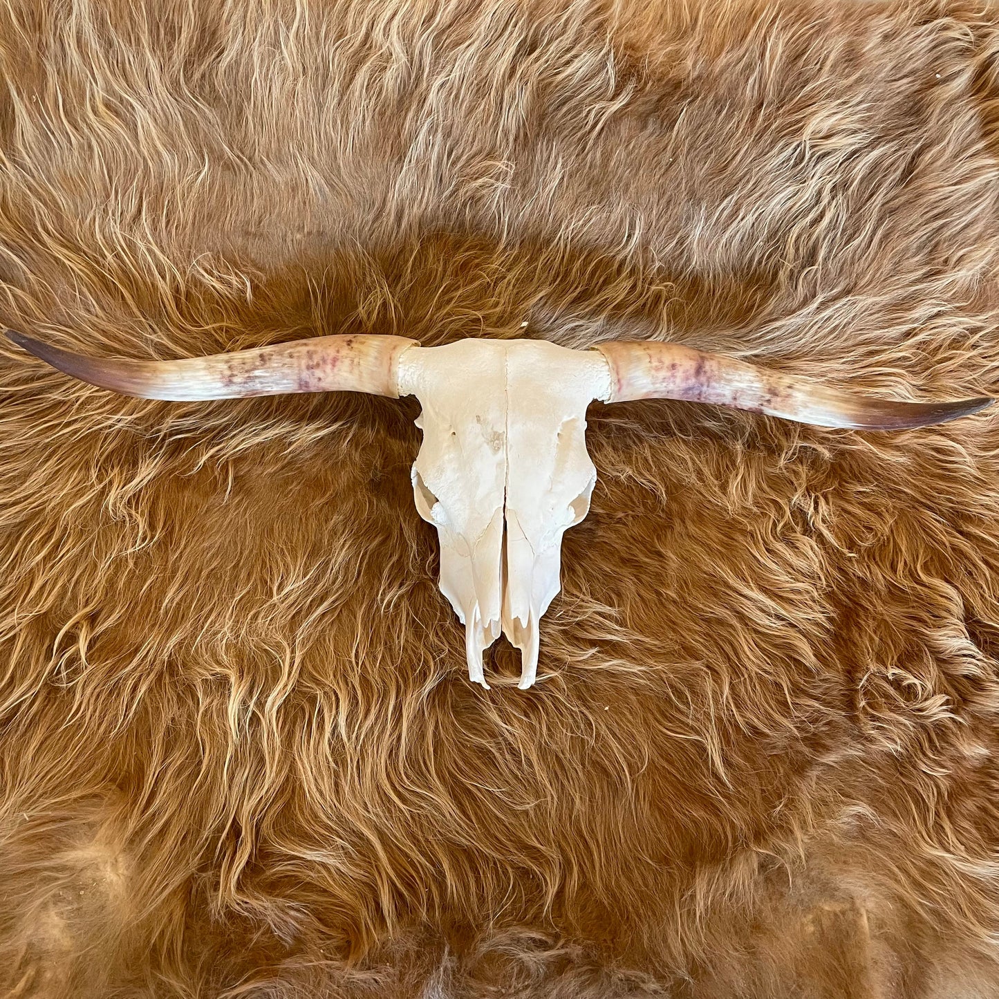 Scottish Highland Skull: Bull - 45"
