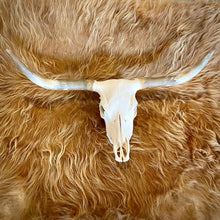 Scottish Highland Skull: Cow - 44"