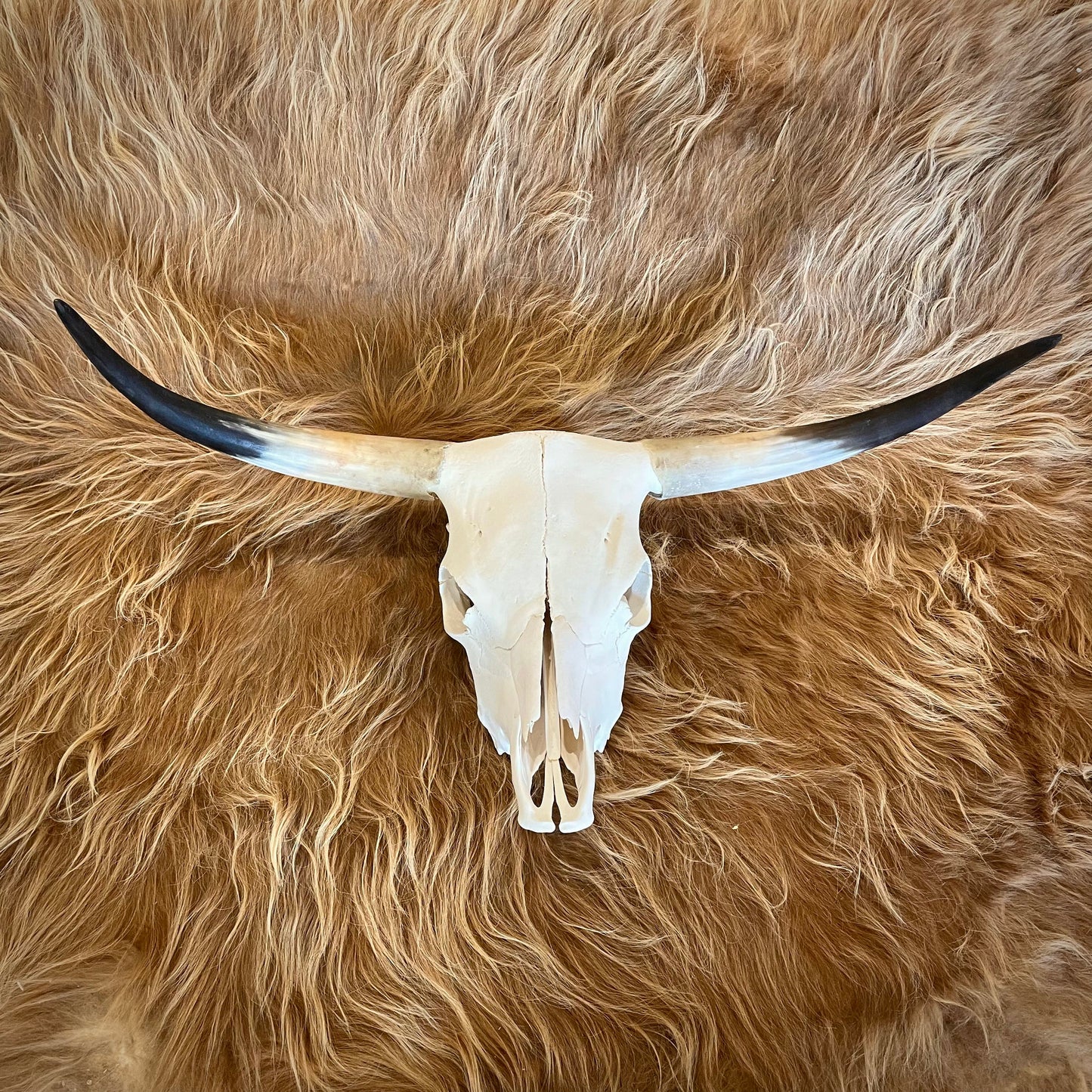 Scottish Highland Skull: Steer - 35"