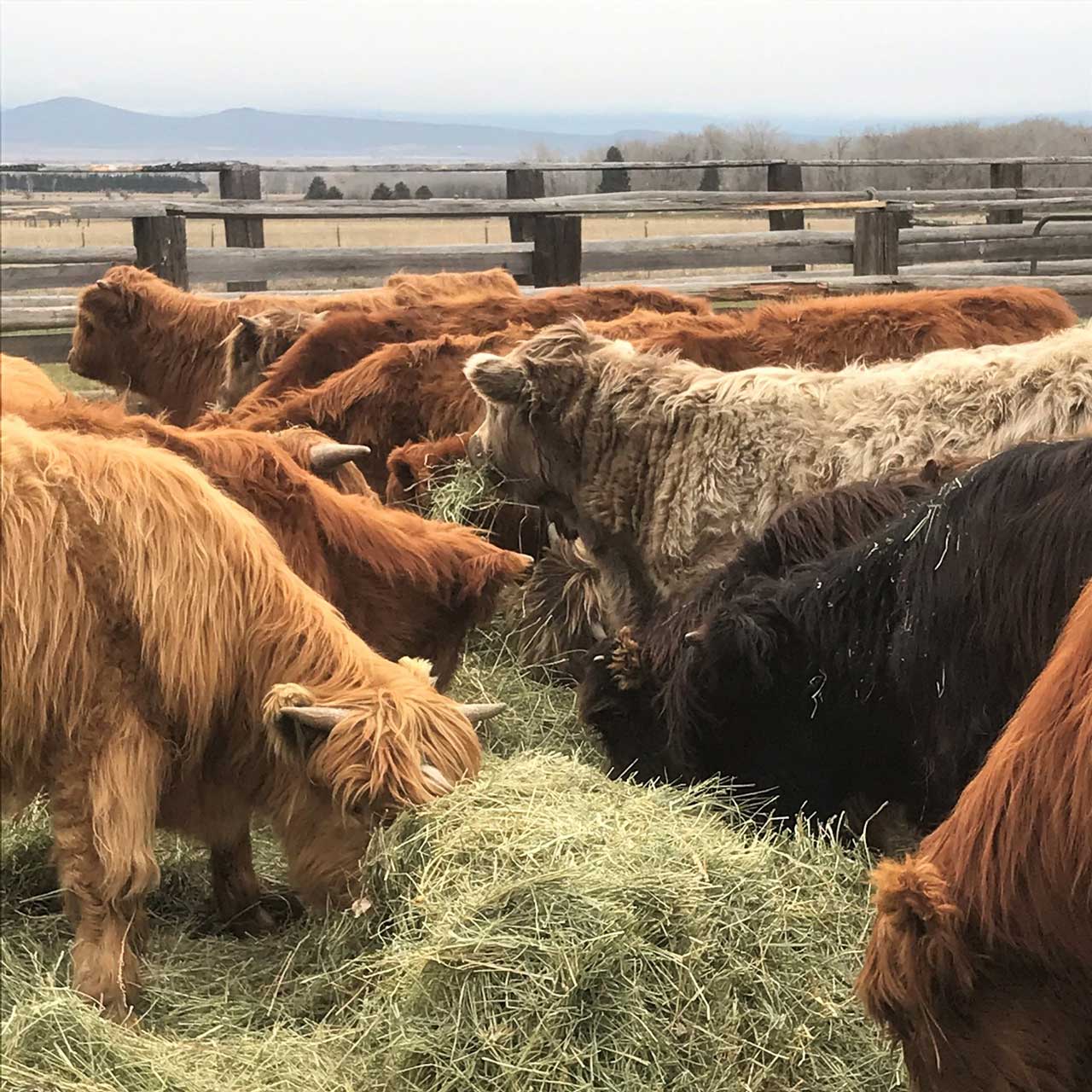 Image of premium highland beef, cattle feeding on grass hay